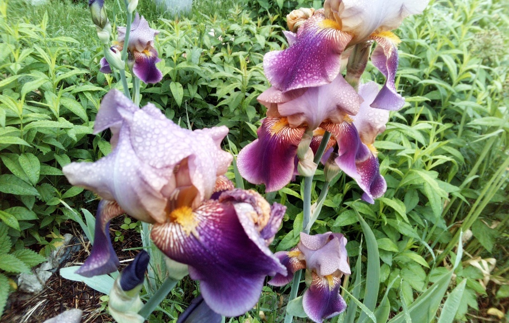 Ирисы отцветают... 