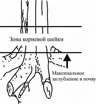 Расположение корневой шейки и правильный уровень посадки растения представлены на рисунке.