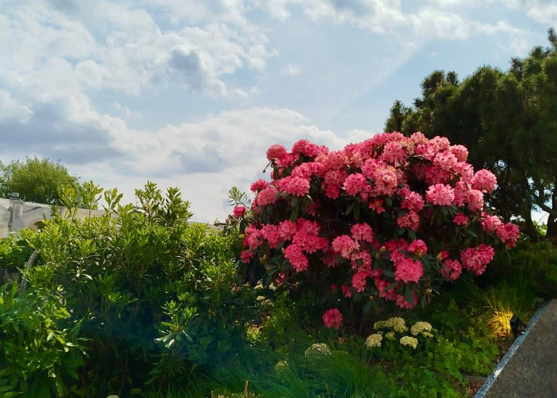 Советы от ведущего агронома, как правильно сажать хвойные, кустарники и цветущие кусты