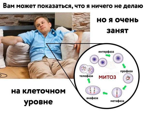 Остановите митоз!