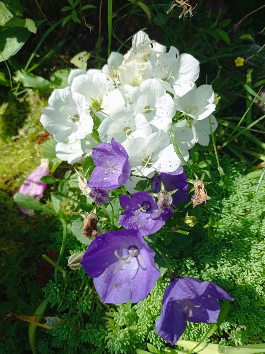 Жених и Невеста - до прополки и обрезки отцвётших бутонов.