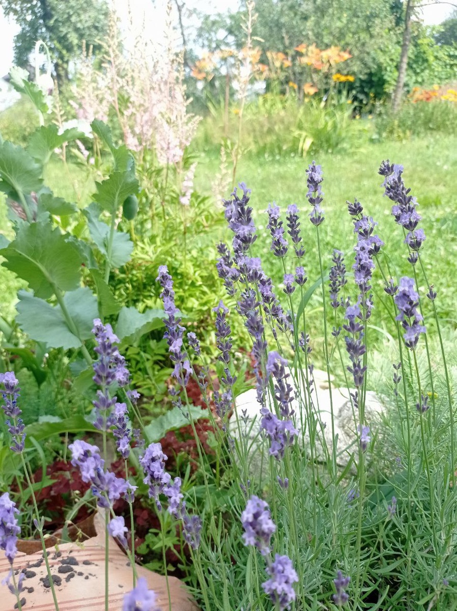 И снова волнительная лаванда.