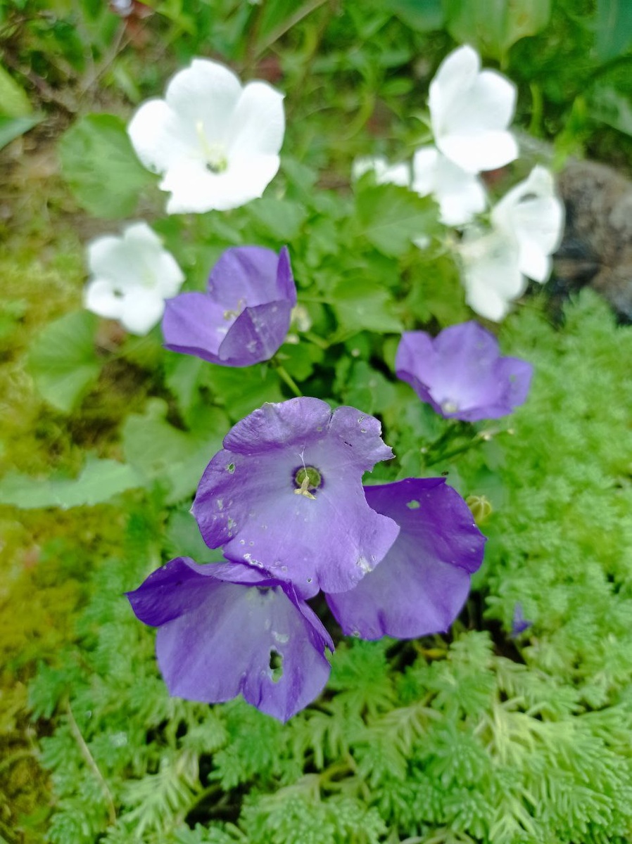 Вы только посмотрите, как его покусали.....