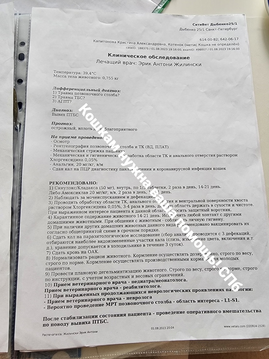 01.08.2023 Приём врача терапевта Куси в ветклинике СитиВет.