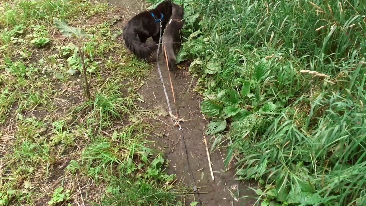 На тропинке