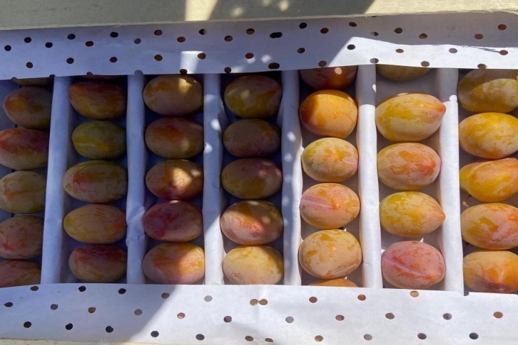    Фото Сибирского межрегионального управления Россельхознадзора