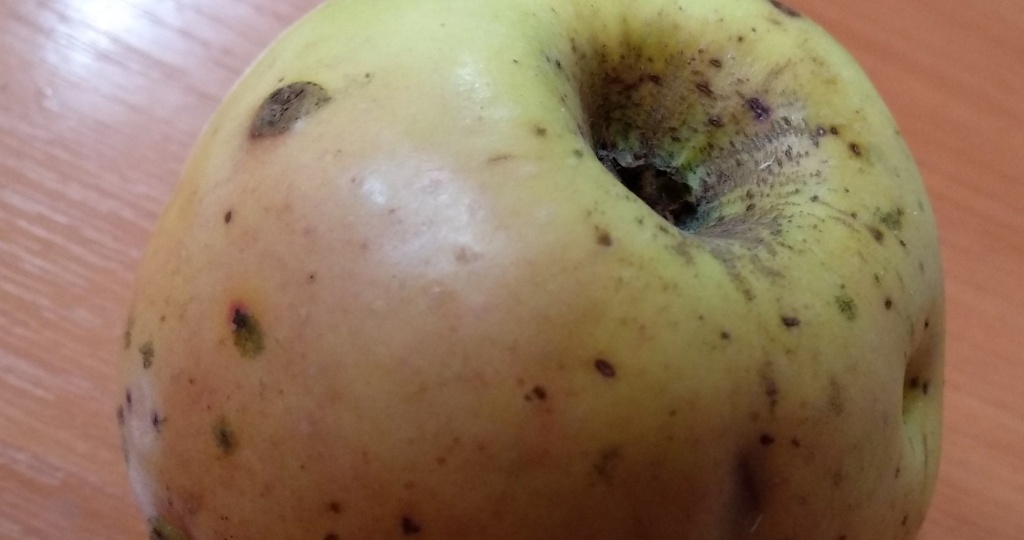 Парша на яблонях и грушах: как бороться и чем обработать