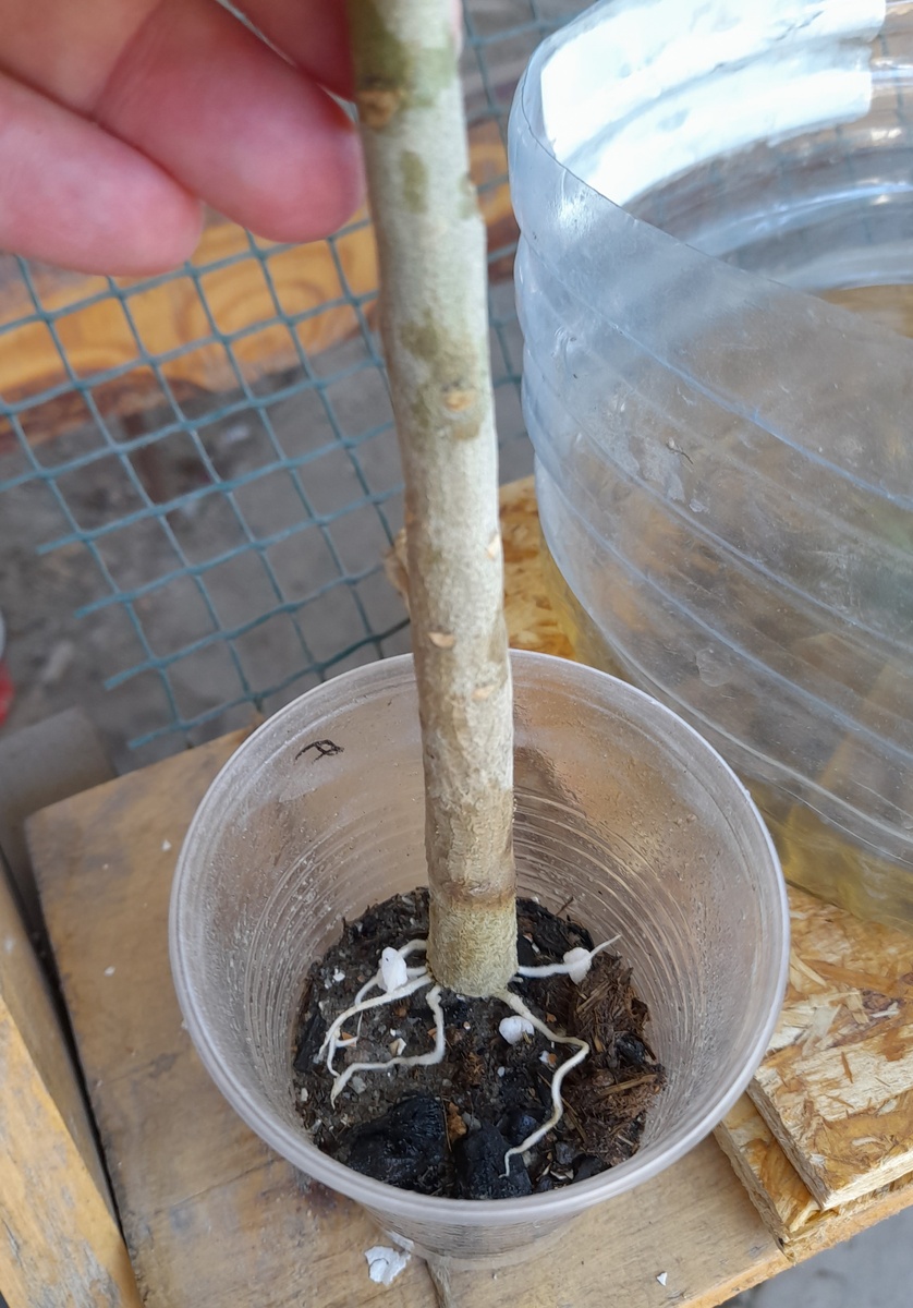 Разве что гвоздей туда не напихала😄