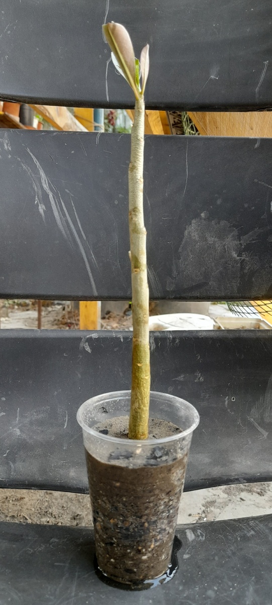 После полива стакан стал тяжеленный, просто жуть😖 Непривычно, и не нравится мне это, но опыт есть опыт