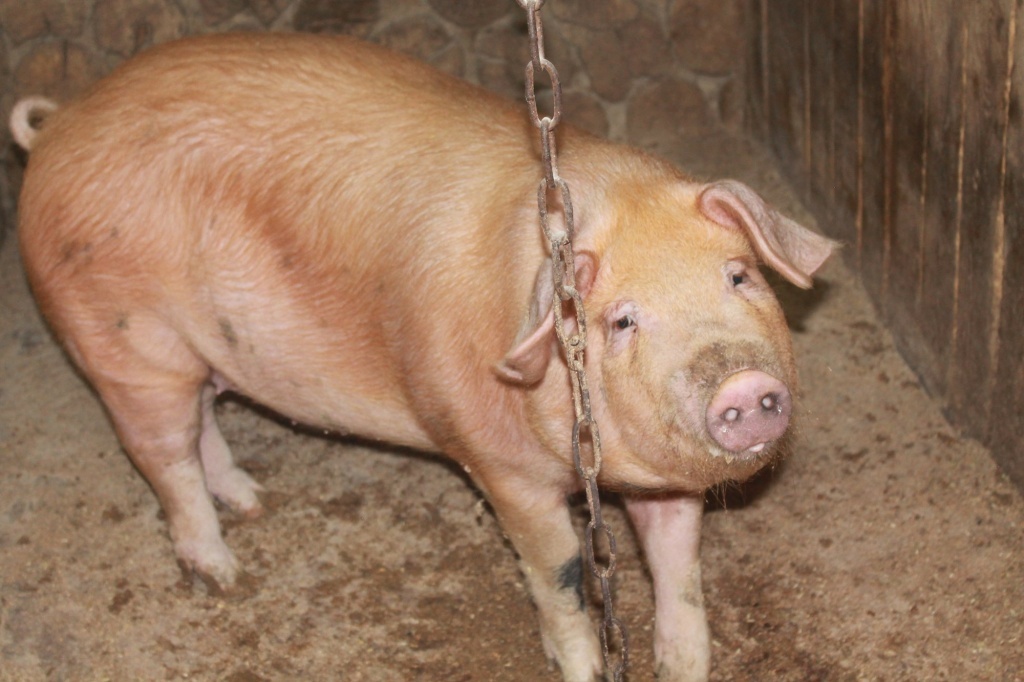  Подвесная цепь для поросенка