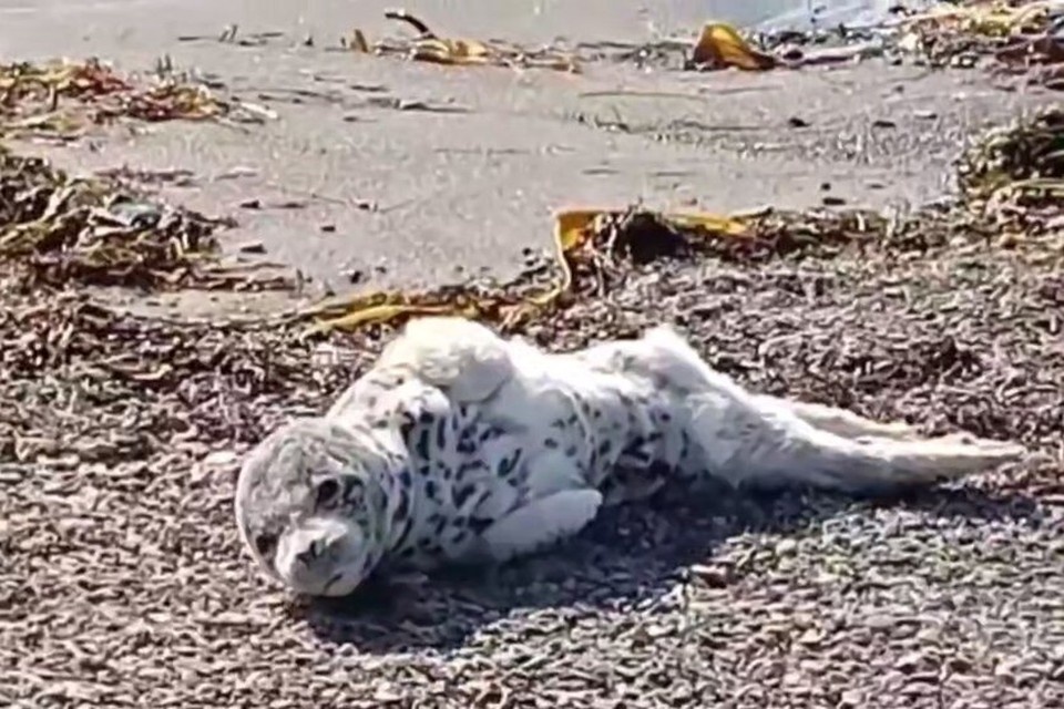    Специалистам удалось выходить только троих из 17 пострадавших тюленят. Фото: скриншот видео фонда «Зеленый Сахалин»