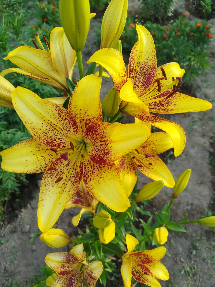 Любимые лилии