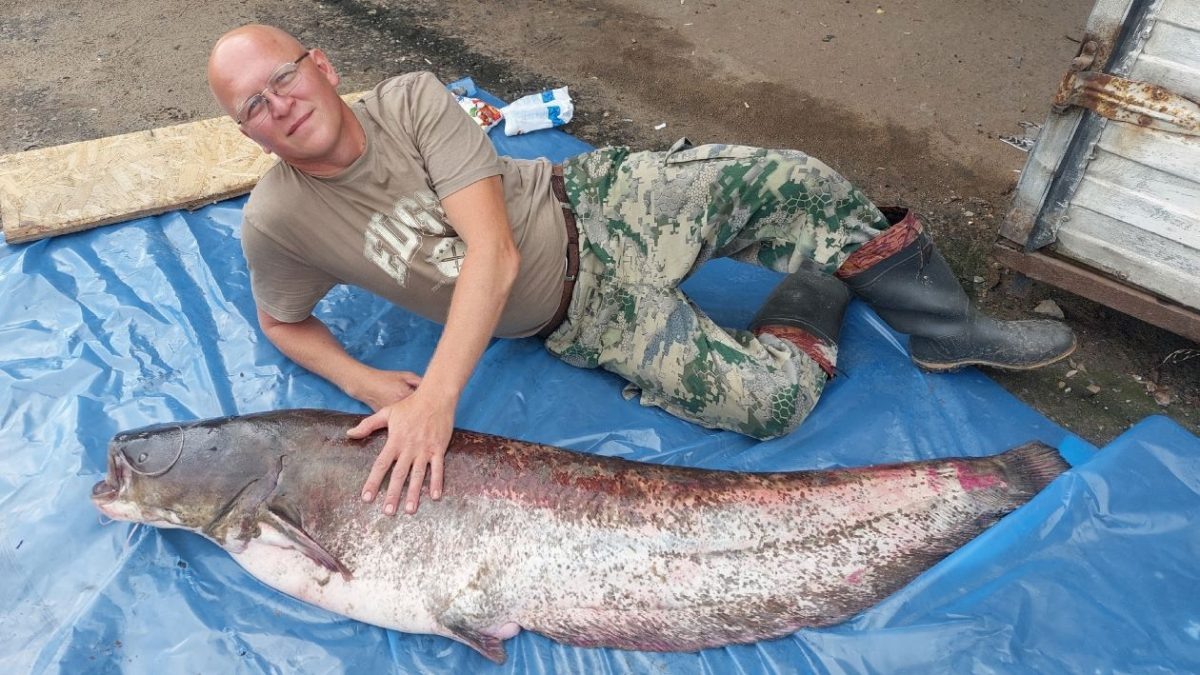    Сом вышел на мелководье, чтобы покормиться, и попал на крючок