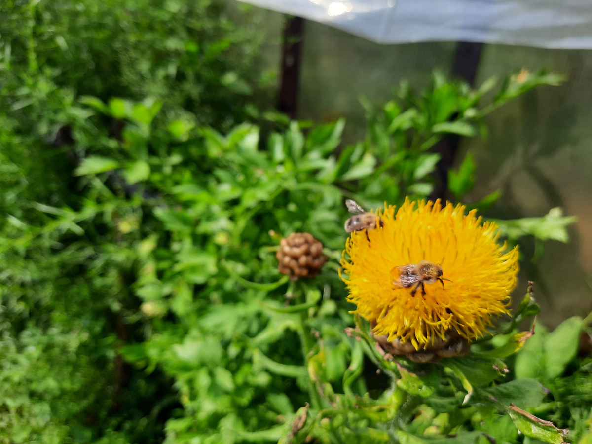 Фото из сада автора