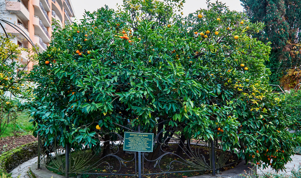 Есть в самом сердце Сочи тихий сад с цитрусовым деревом, которое в далёком 1934 году посадил известный селекционер Фёдор Михайлович Зорин.Фото: nikolenko1962 / Shutterstock.com