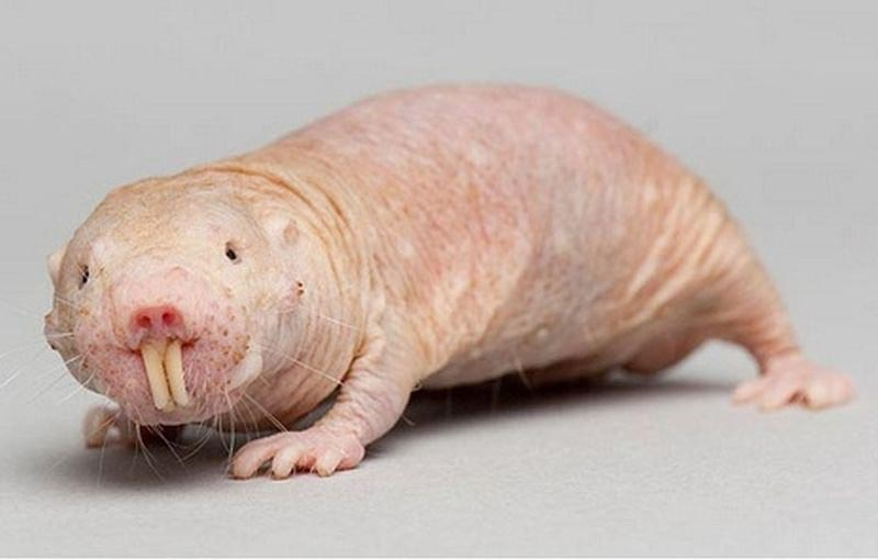 Голый землекоп (Heterocephalus glaber) 