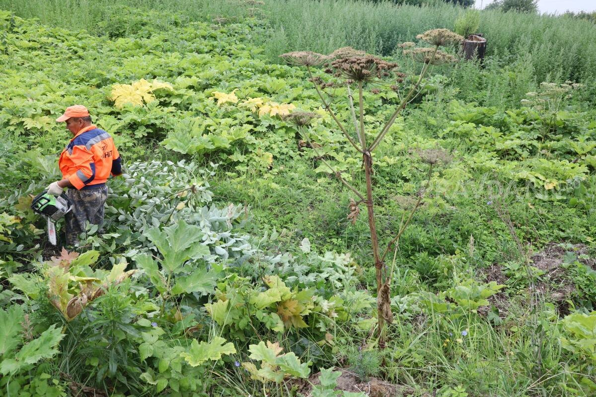    В период цветения сорняк представляет наибольшую опасность