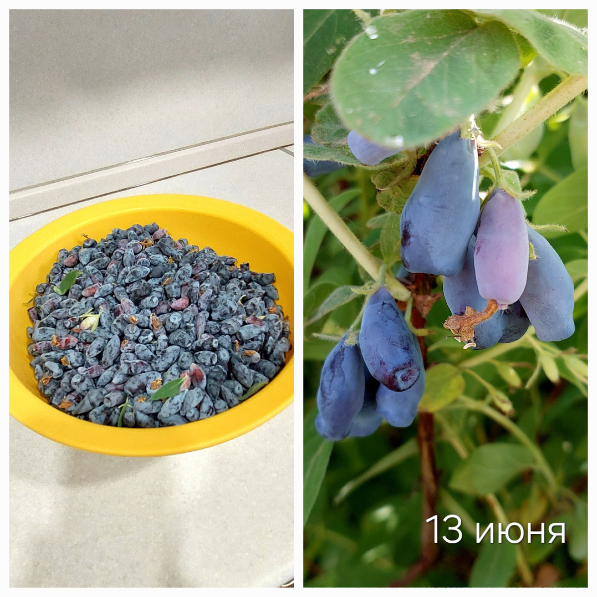 Второй сбор. Это максиум из того,что было