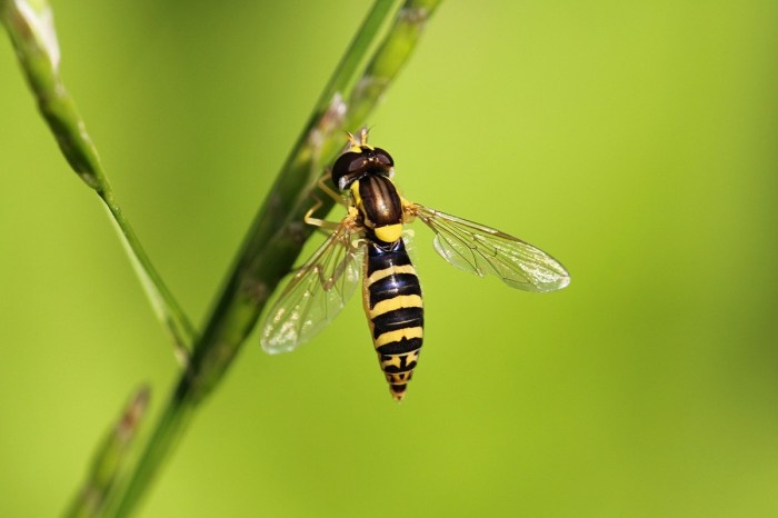 мухи-журчалки