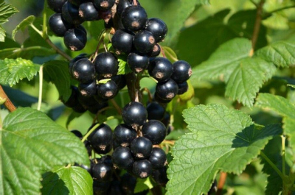 Чёрная смородина