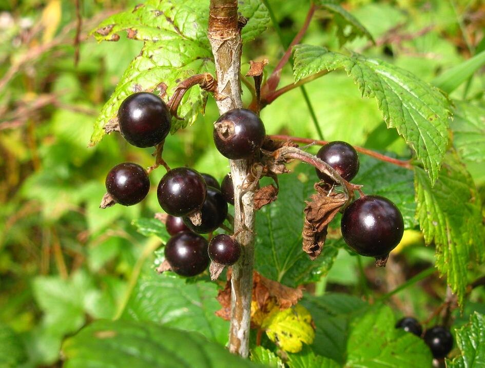 смородина малоцветковая