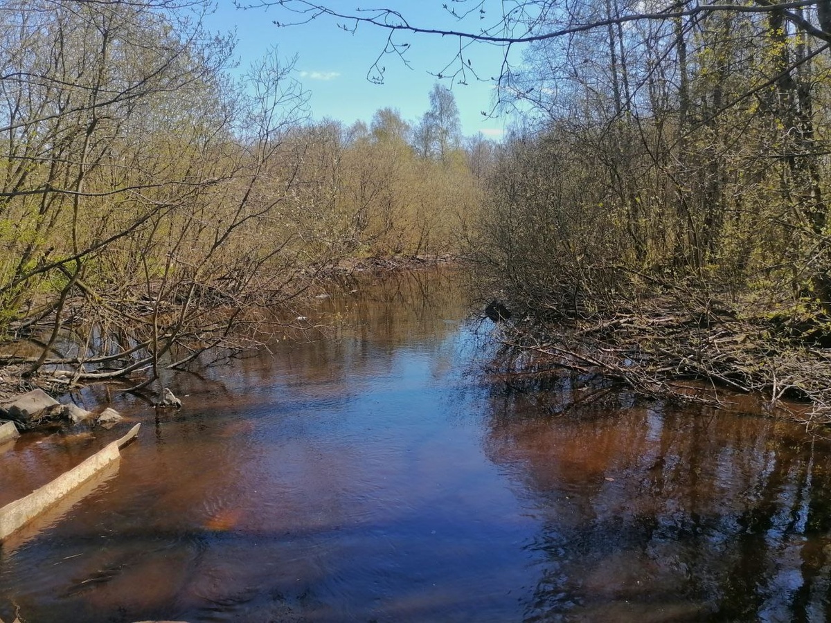 Фото: Neva.Today