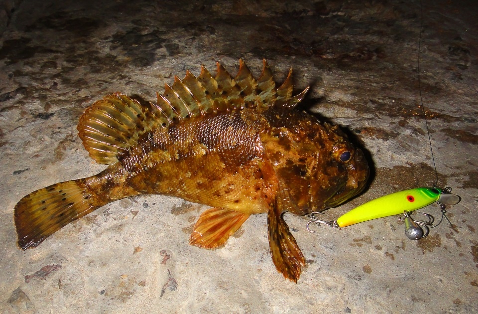 Крупный ерш на берегу