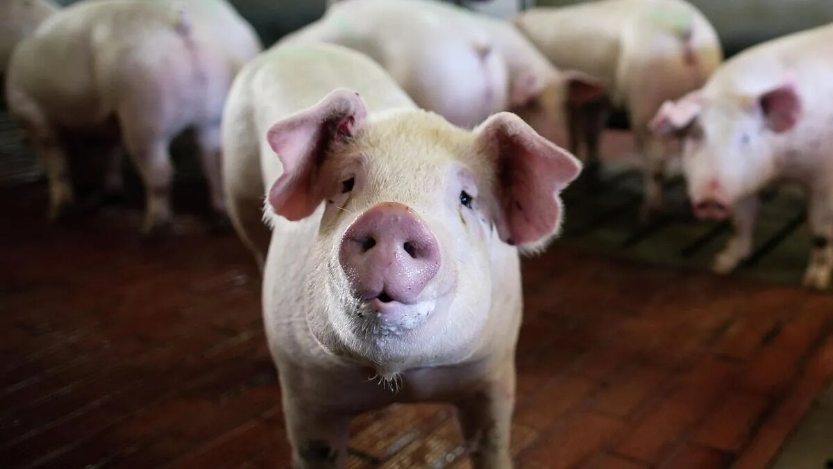 Фото: РИА «Новости»