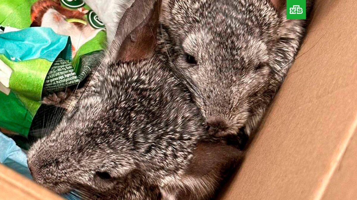    Фото: moscowproc / t.me