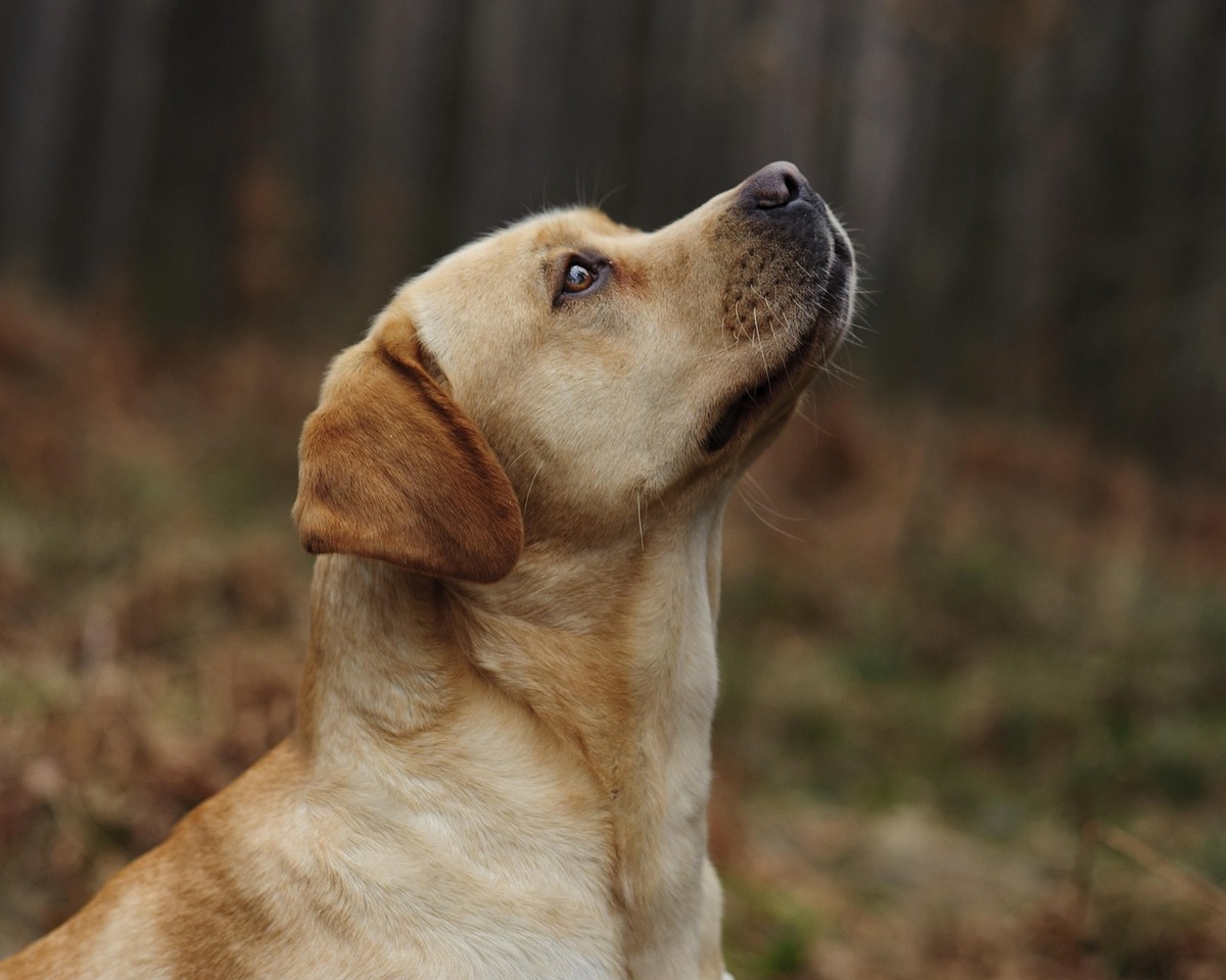 Лабрадор-ретривер