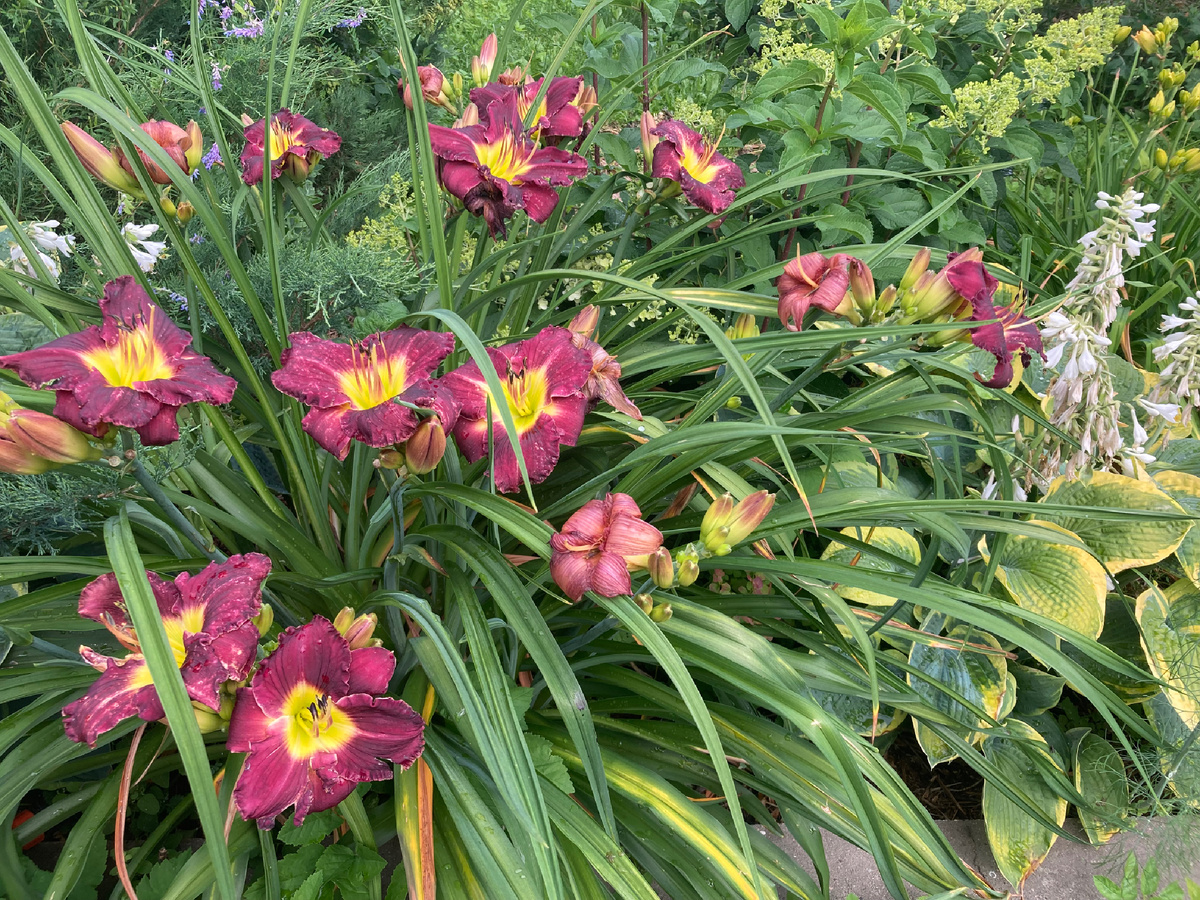 Лилейник в моем саду