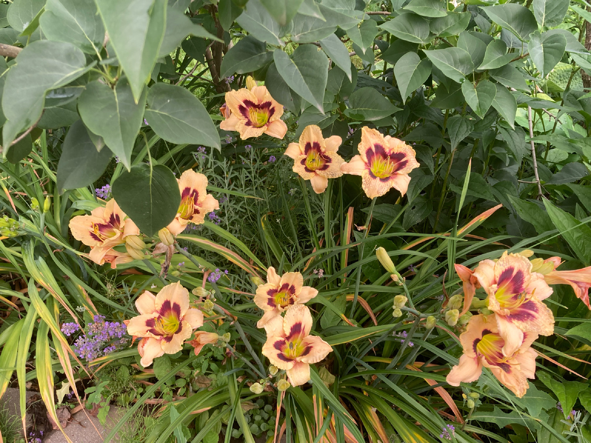 Лилейник в моем саду