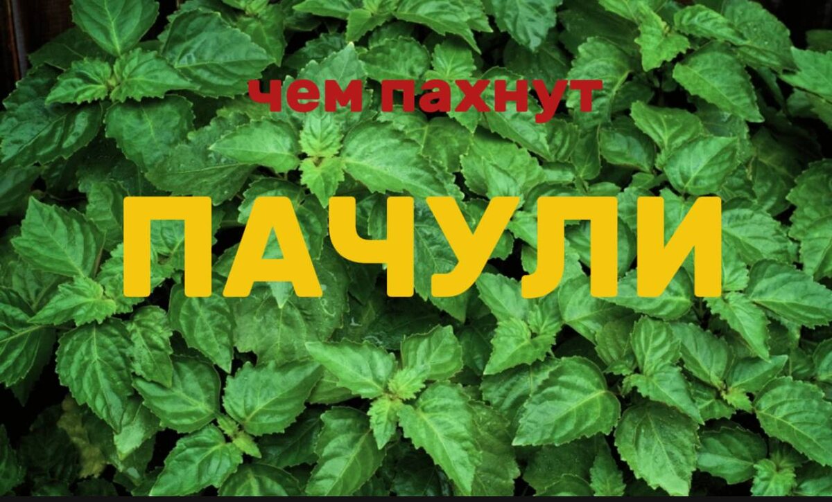 Вот так выглядят пачули 