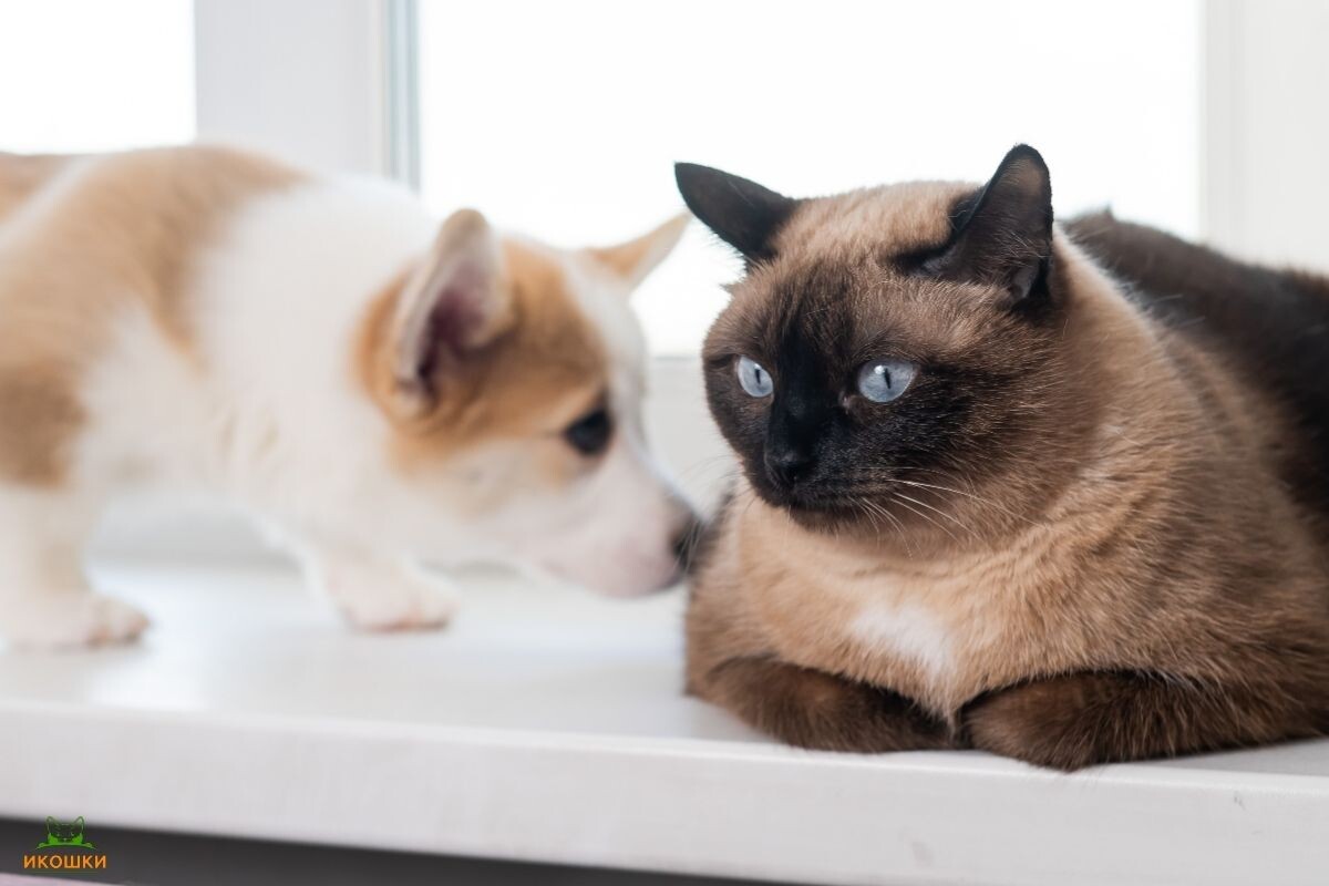 Думают ли кошки, что собаки — это кошки