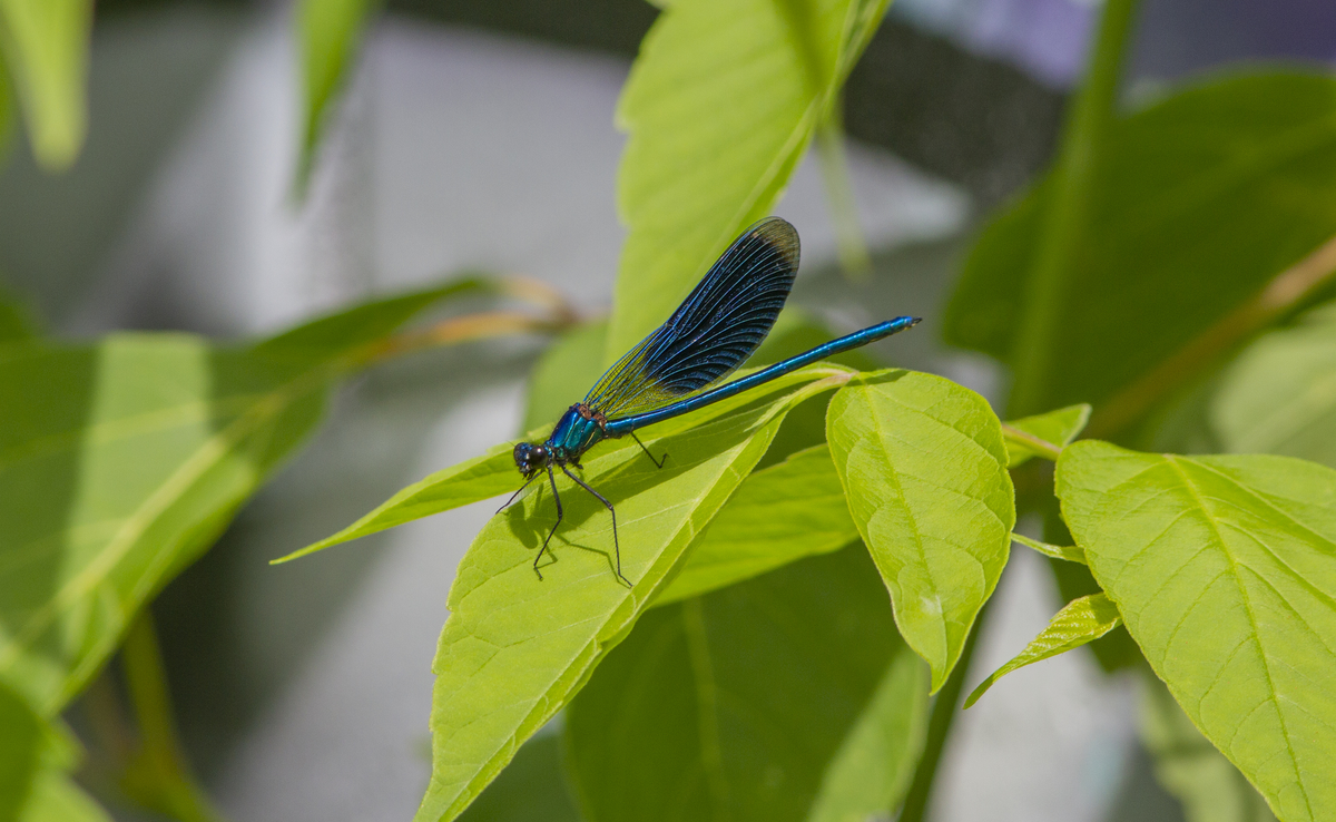 Красотка блестящая (Calopteryx splendens), самец. Московская область, Мытищи.15.06.2022.