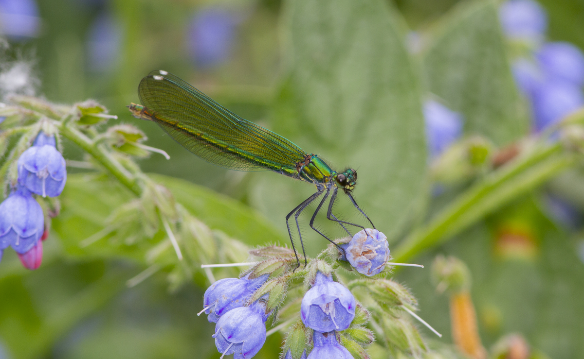 Красотка блестящая (Calopteryx splendens), самка. Московская область, Мытищи.15.06.2022.