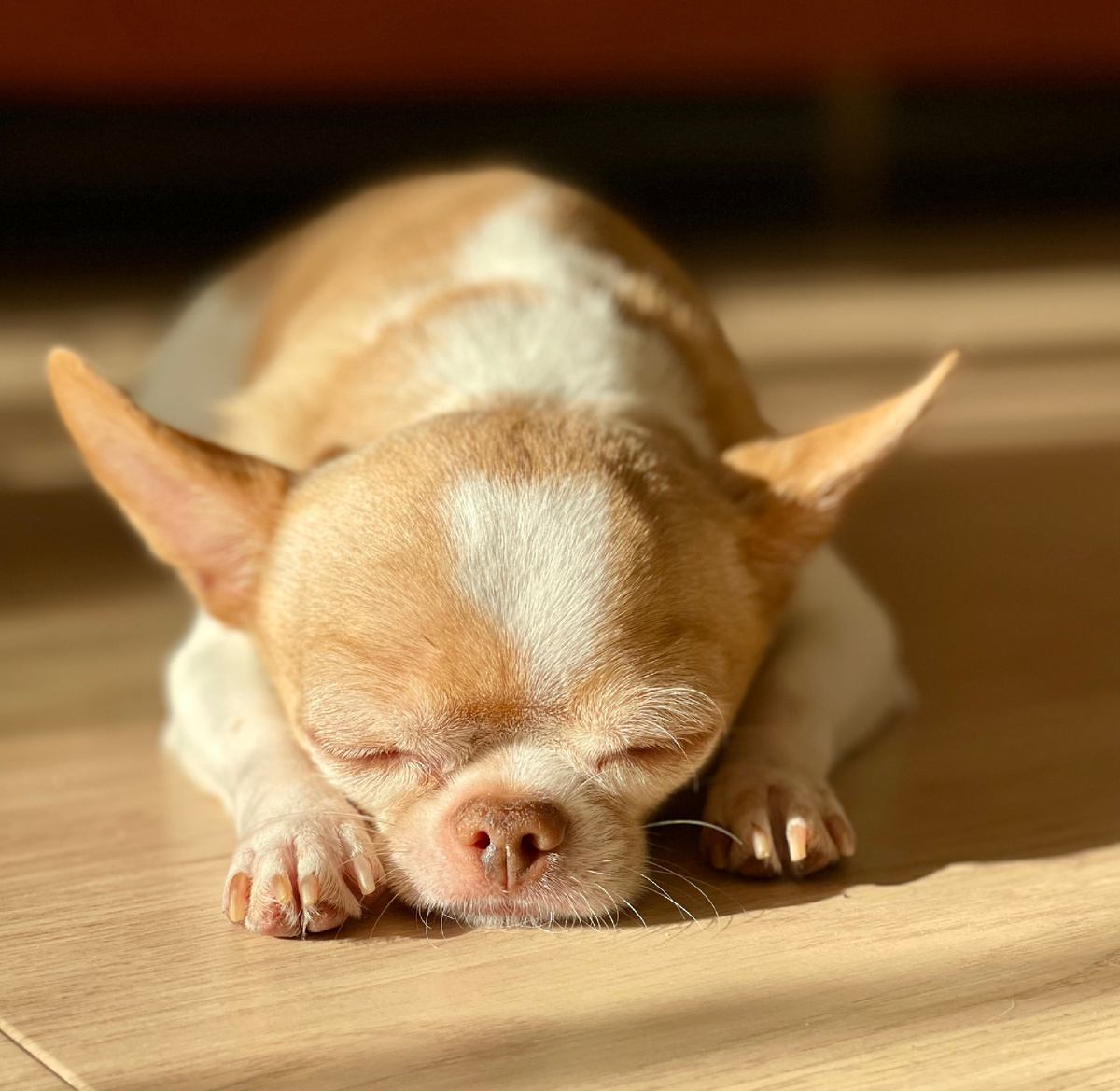 Всегда около хозяйки.