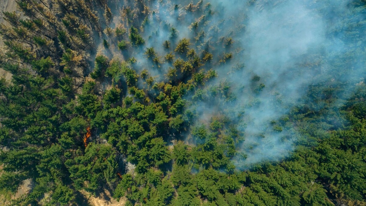    Фото: Castro and Schnaidt/Shutterstock/Fotodom