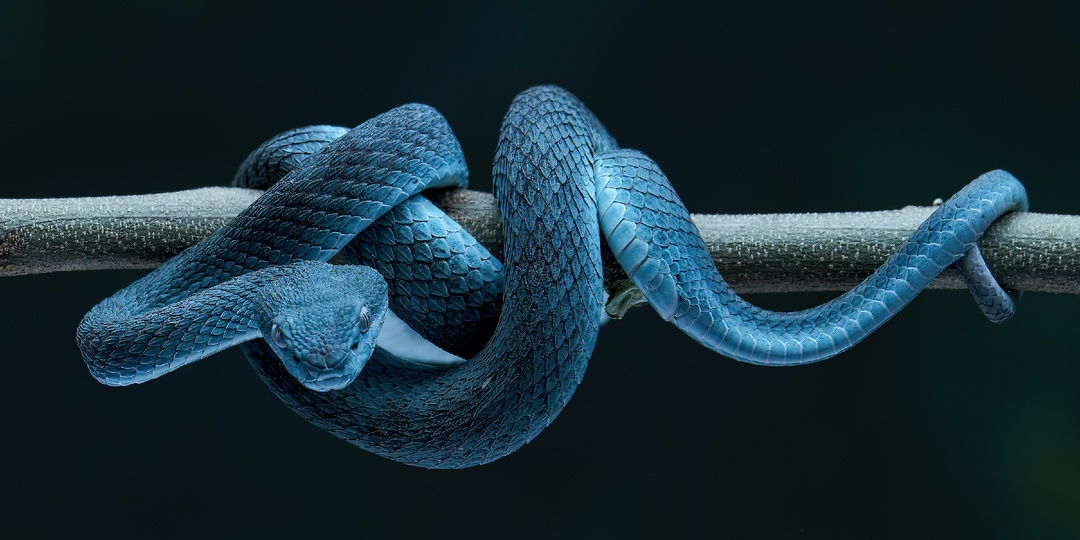 Змеи: 10 удивительных фактов о самых загадочных рептилиях