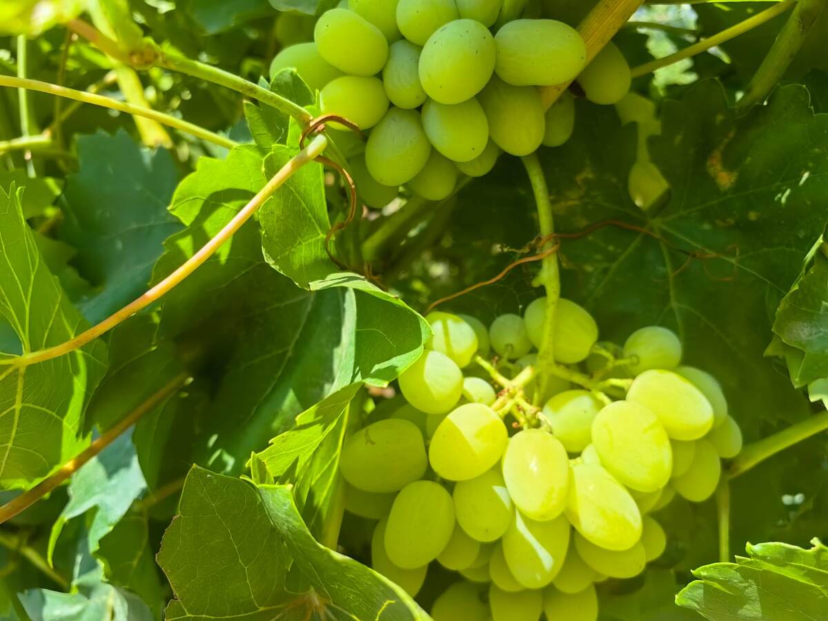 Сорт Астраханский белый. Фото Натальи Мироновой 