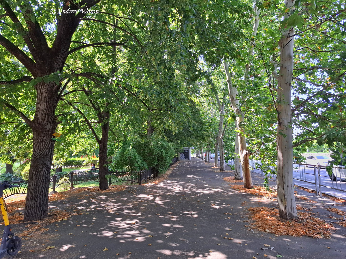 Платановая аллея вдоль Колхозной улицы