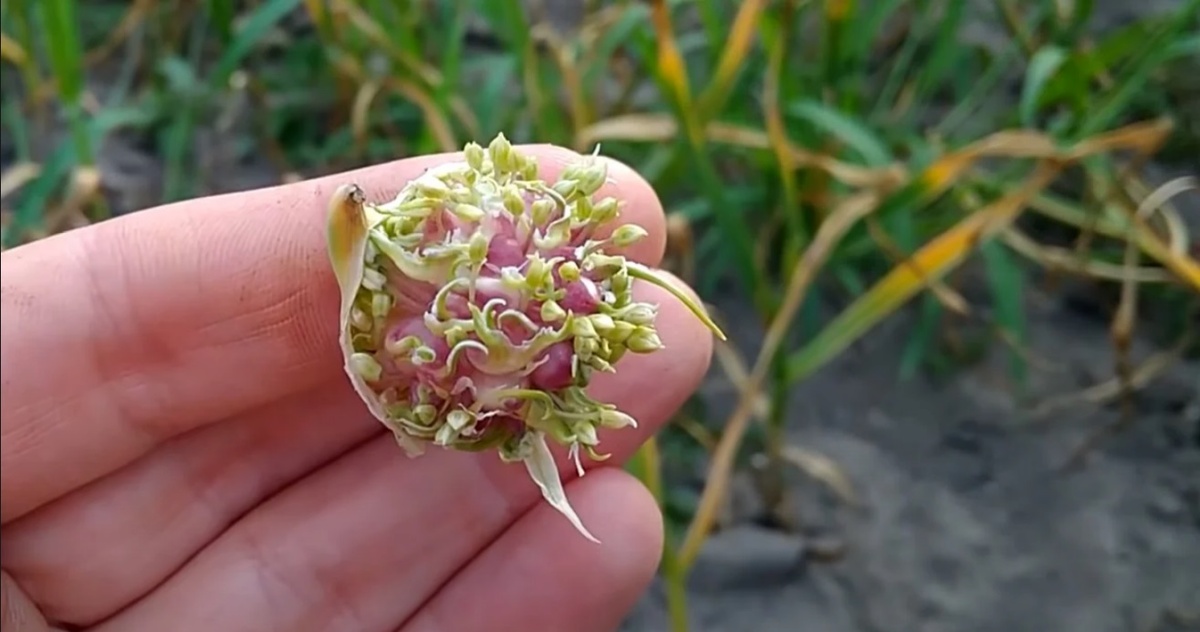 Благоприятные дни для уборки чеснока в июле 2025 года: простые советы садоводам