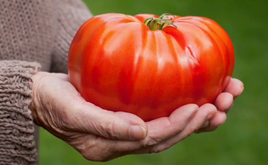 подкормки в июле — ключ к укрупнению и покраснению плодов .
