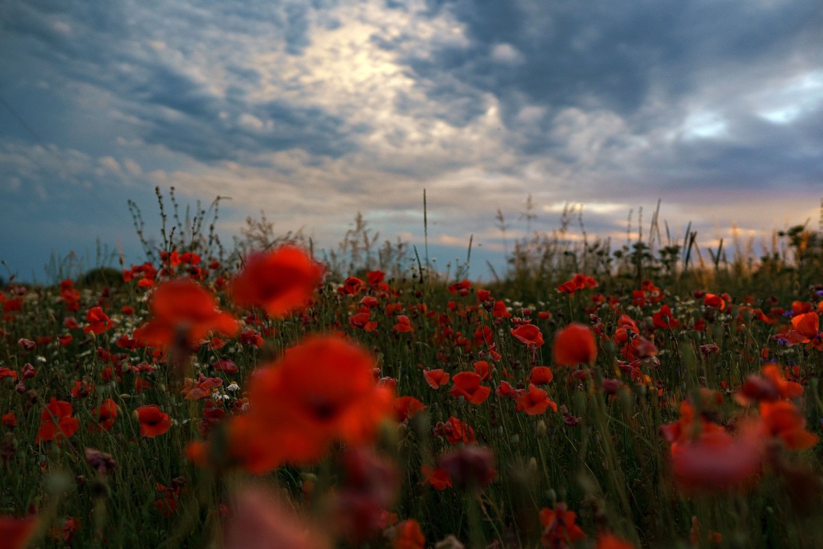    Фото: iStock/Elena Makarenko