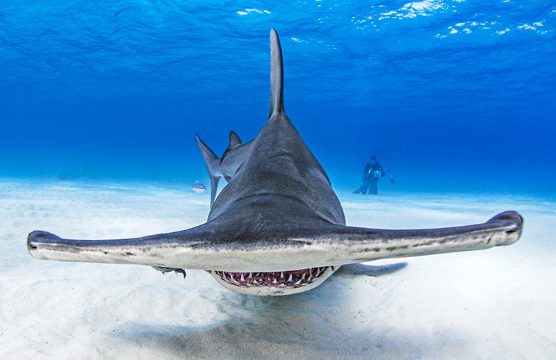 Очаровашка.