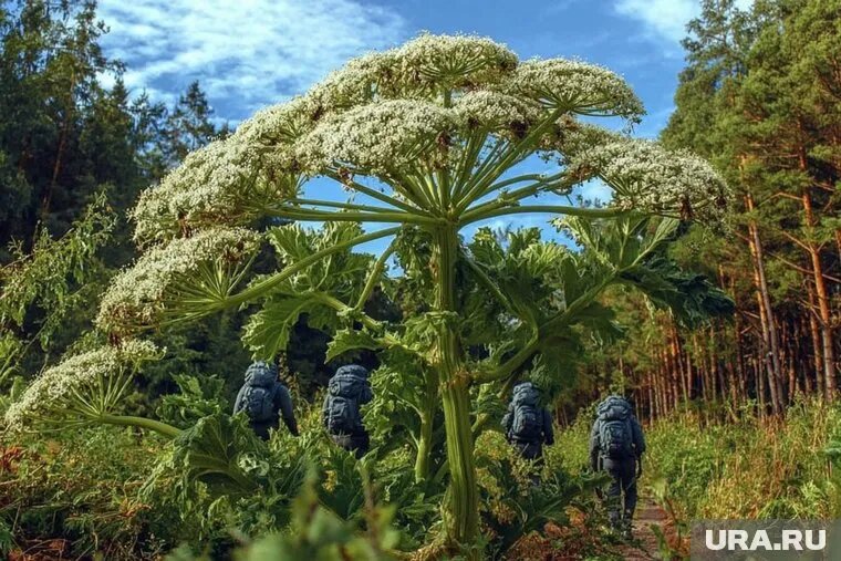 Эффективным способом навсегда удалить борщевик с дачного участка является химическая обработка почвы. Фото: Создано в Midjourney © URA.RU