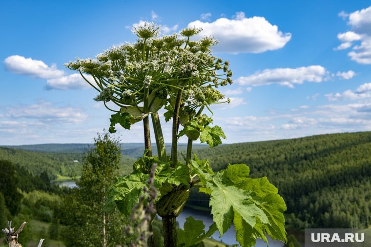 Некоторые борщевики могут достигать гигантских размеров, поэтому не нужно затягивать с их уничтожением. Фото: Сергей Русанов © URA.RU