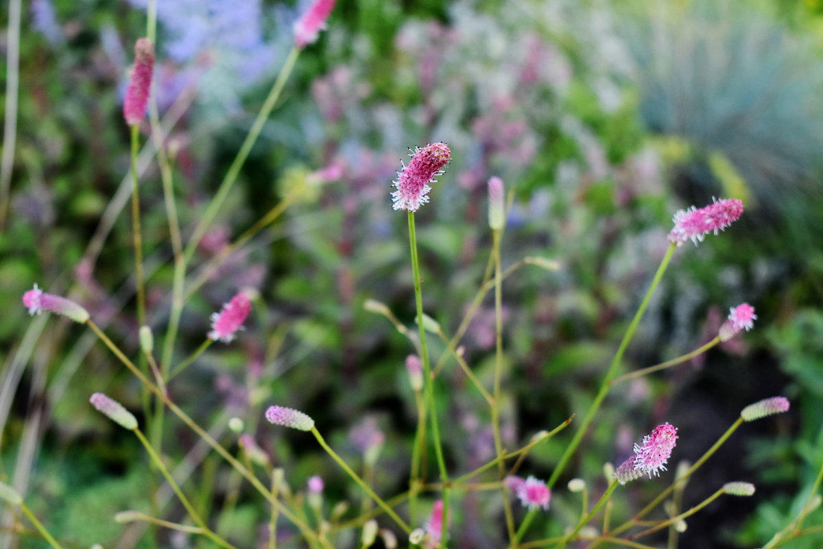 Кровохлебка "Pink Elephant"
