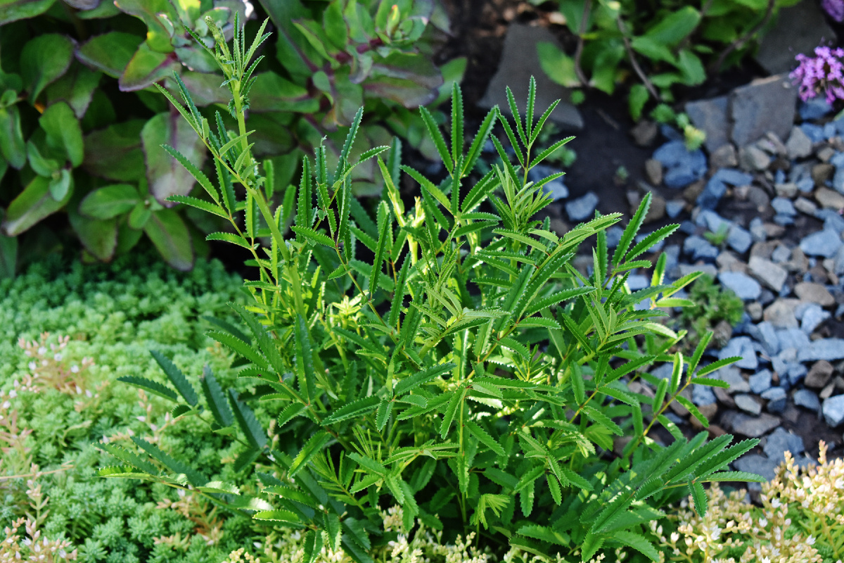 Листва кровохлебки "Pink Elephant"