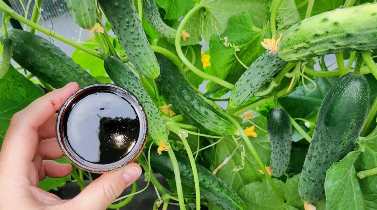 Поливаю засыхающие огурцы копеечным средством